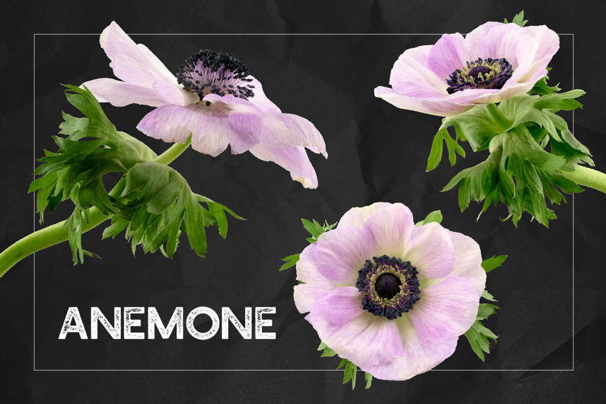 Anemone Flower ClipArt - Specimens, an Object Graphic by Turning Moss (Photo 5 of 7)