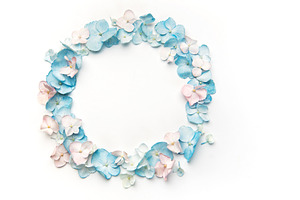 Hydrangea petals forming round frame on white background, a Nature Photo by Olena Rudo