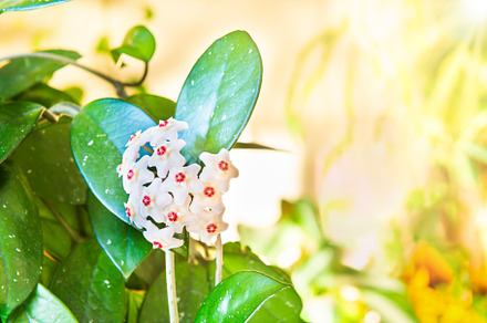 White flowers on green house plant