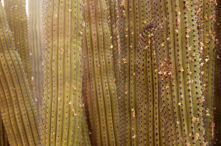 Stenocereus thurberi Sunrise