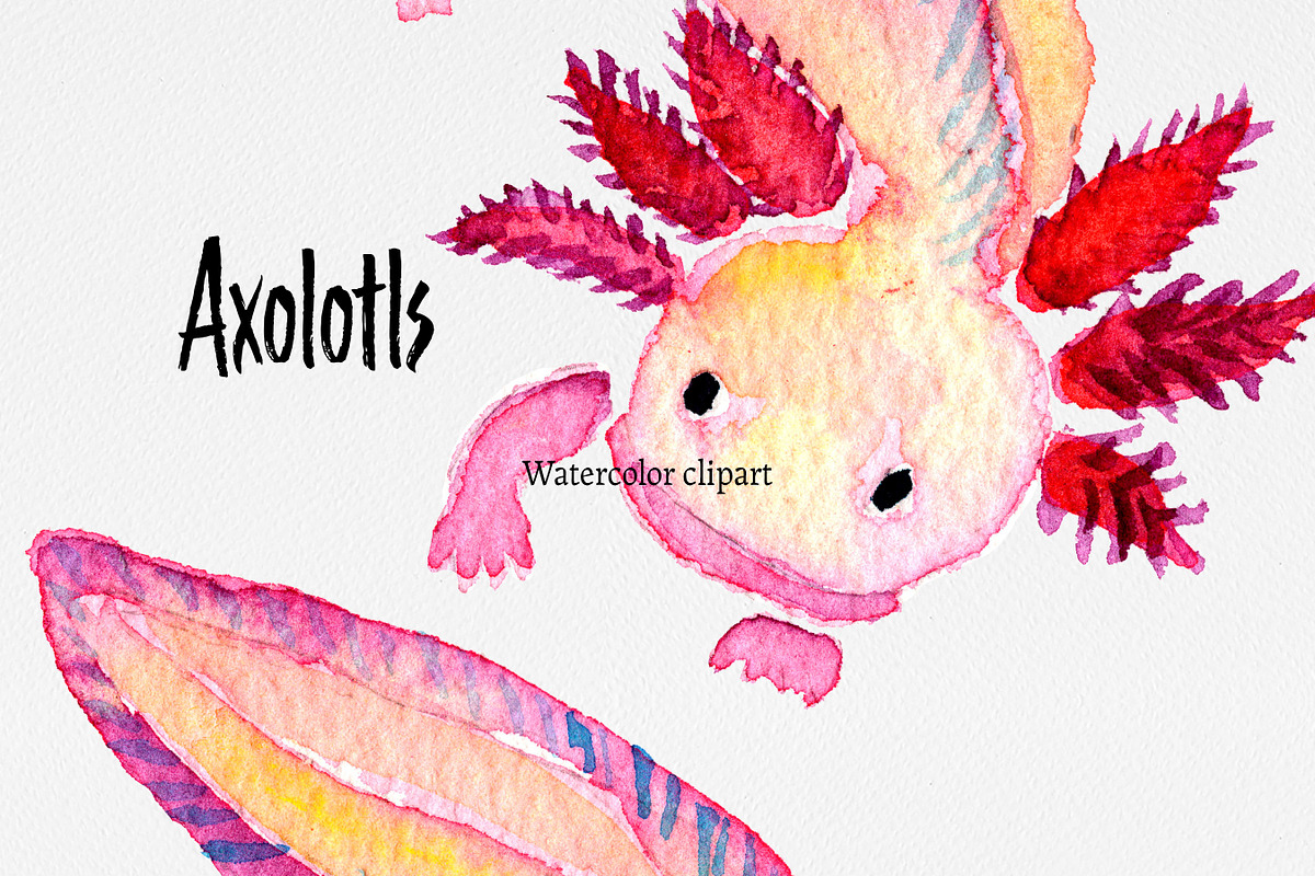 Clip art: Axolotl watercolor, an Animal Illustration by SandraGraphicDesign (Photo 4 of 6)