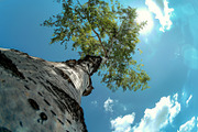98 Trees view from below, a Nature Photo by Handmadefont (Thumbnail 19 of 98)