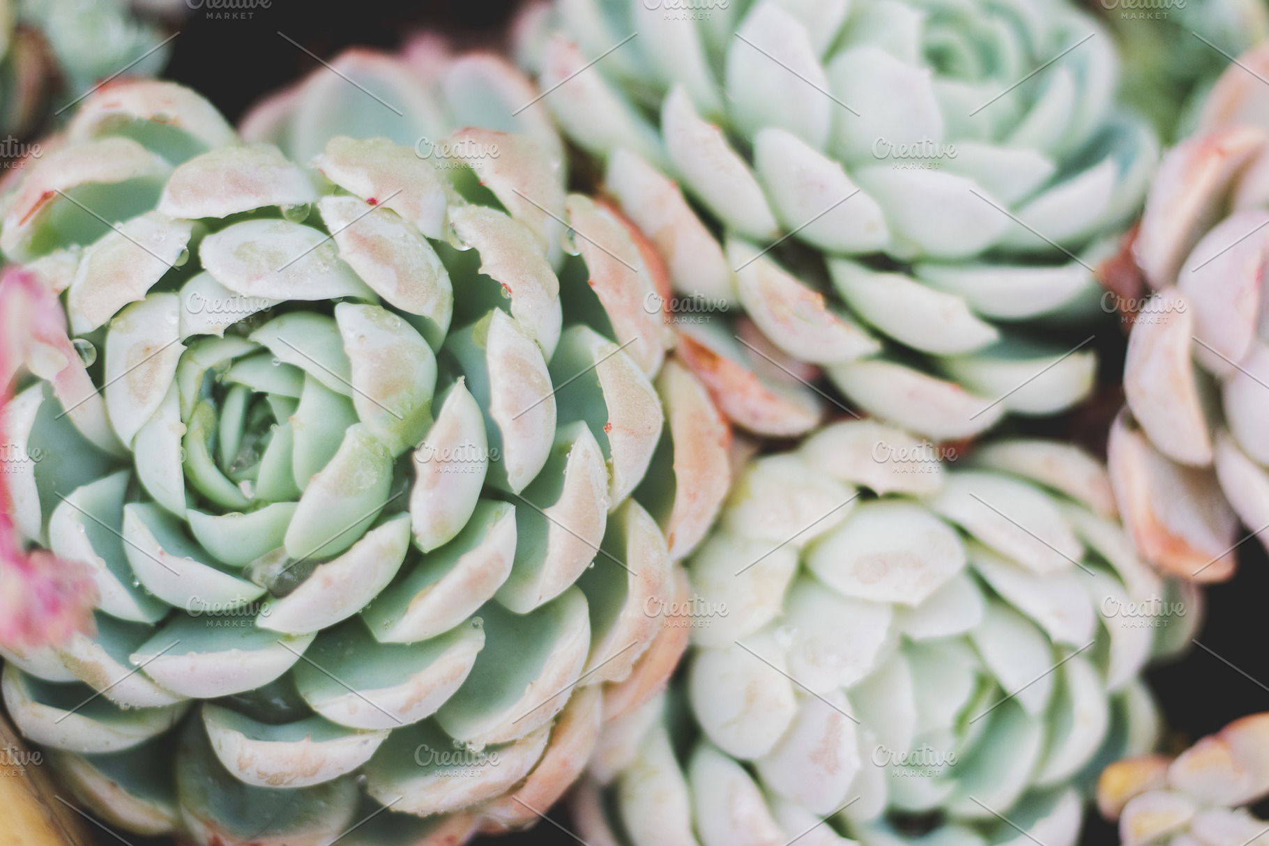 Pastel Desert Rose Succulent, a Nature Photo by René Jordaan Photography