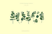Eucalyptus, a Person Illustration by Hand drawn Boutique (Thumbnail 4 of 8)