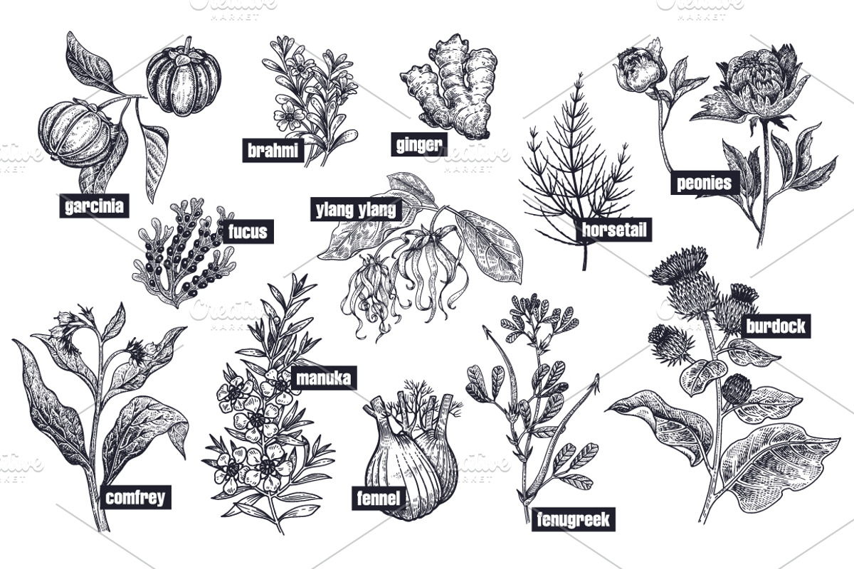 Medical plants. Big set., an Object Graphic by MarinaVorontsova (Photo 9 of 11)