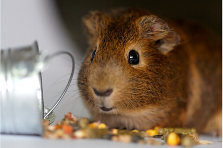 Cute little brown guinea pig nibbles