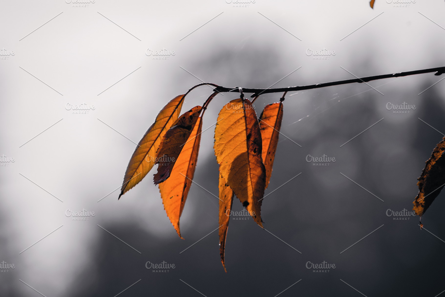 Leaf #13, a Nature Photo by jakub_kopecky