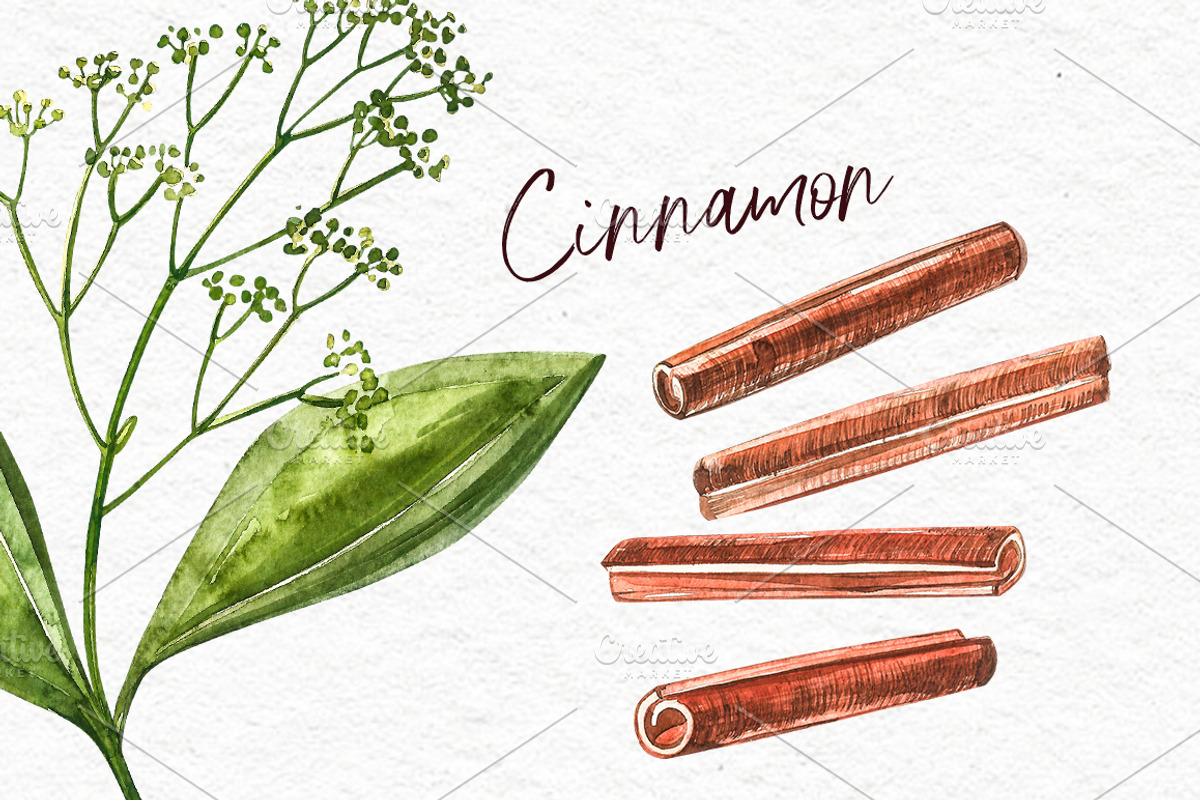 Star anise, Cinnamon, Cardamon, a Food Illustration by Ann Astro (Photo 5 of 6)