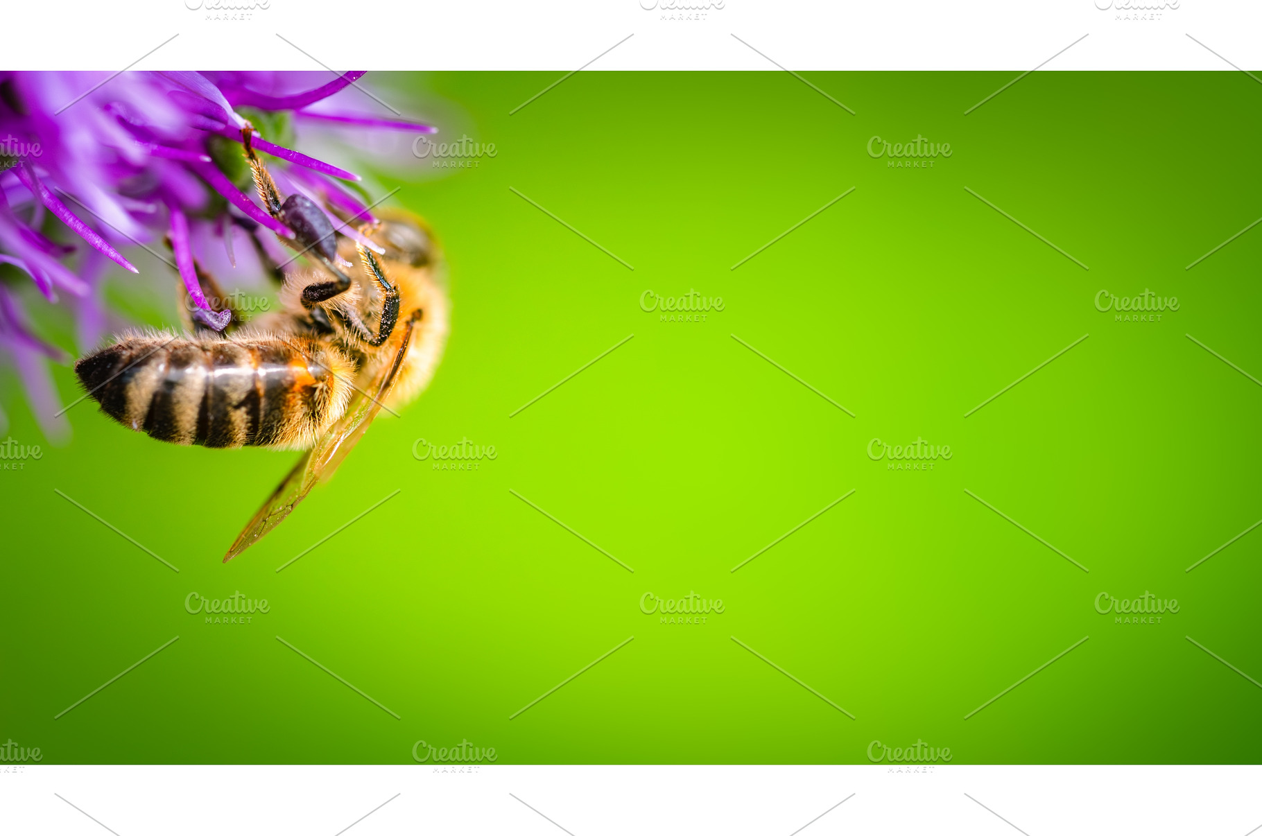 A Stunning Closeup of a Bee, an Animal Photo by MadPhotos