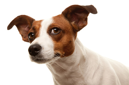 Portait of an adorable jack russell featuring adorable, animal, and background, an Animal Photo by Andy Dean Photography