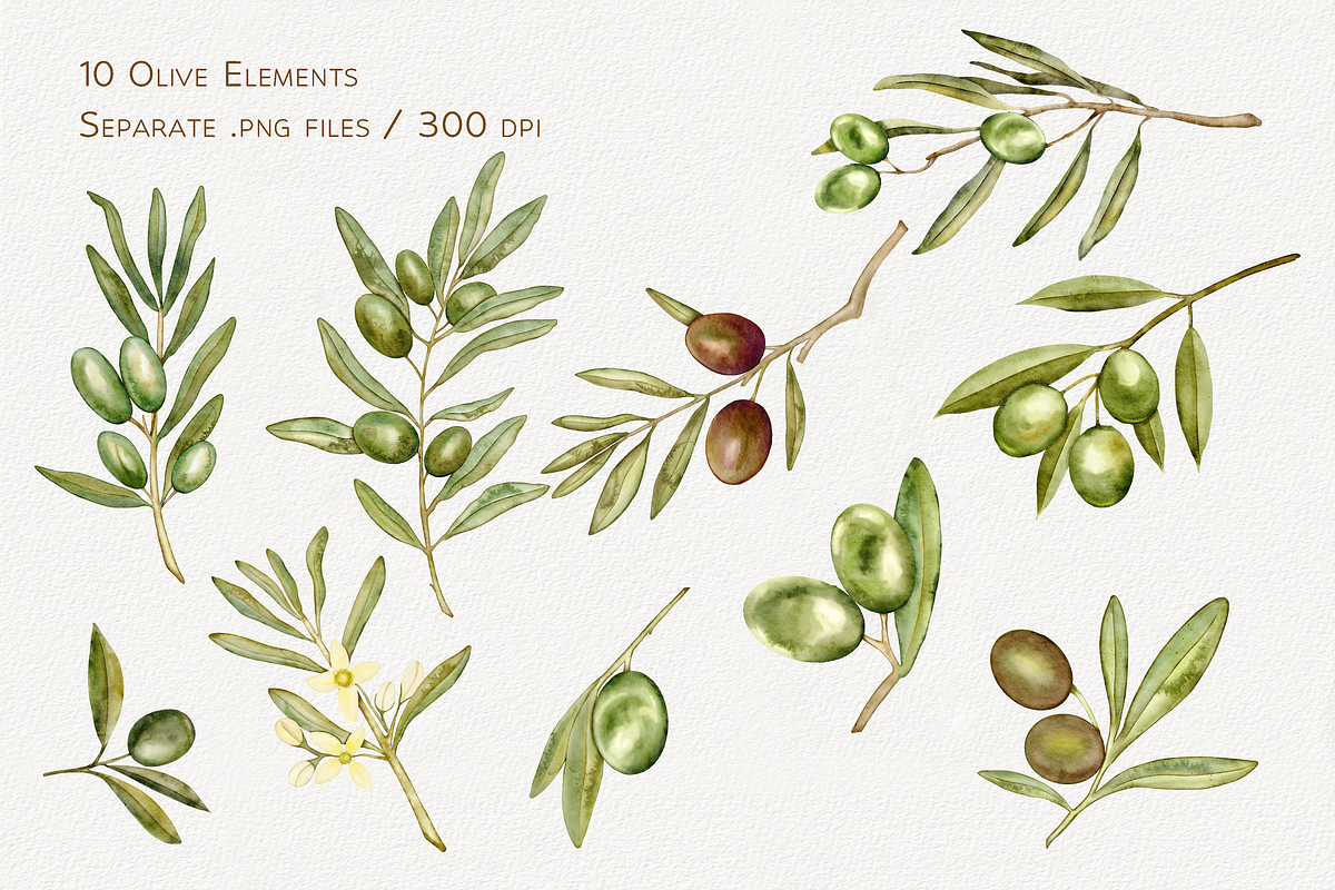Olive Whispers Watercolor Collection, a Decorative Illustration by Aurella Art (Photo 2 of 15)