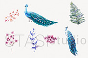 Watercolor Peacock & Floral Clipart, a Decorative Illustration by STASIstudio (Thumbnail 2 of 3)
