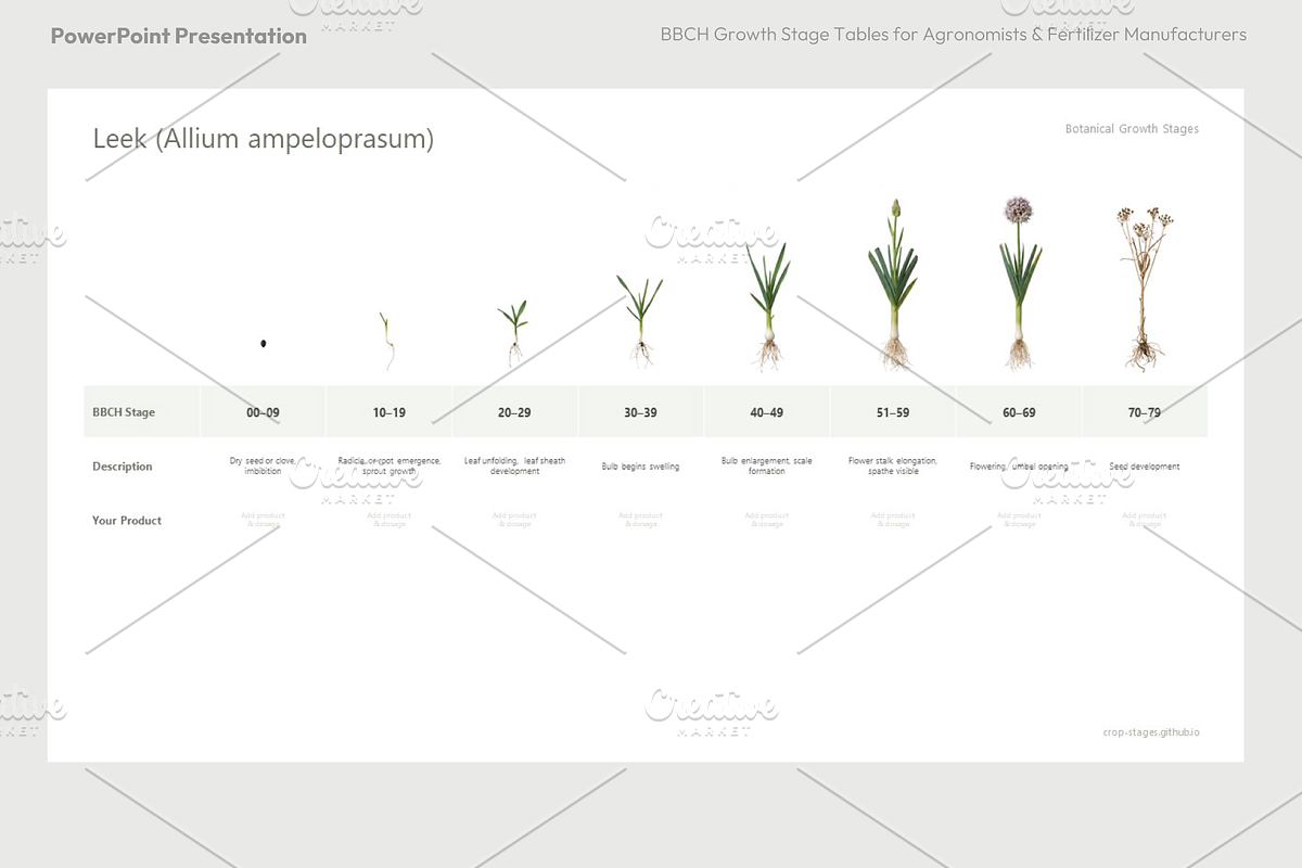 BBCH Growth Stages, Other Crops, a Presentation Template by Ilia Design (Photo 8 of 8)