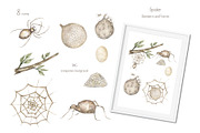 Watercolor Insects Life Cycle, an Education Illustration by MayaNavits (Thumbnail 14 of 18)