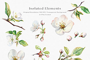 Sakura Bloom - Cherry Blossom, a Decorative Illustration by ThaismotaCreativeCo (Thumbnail 8 of 9)
