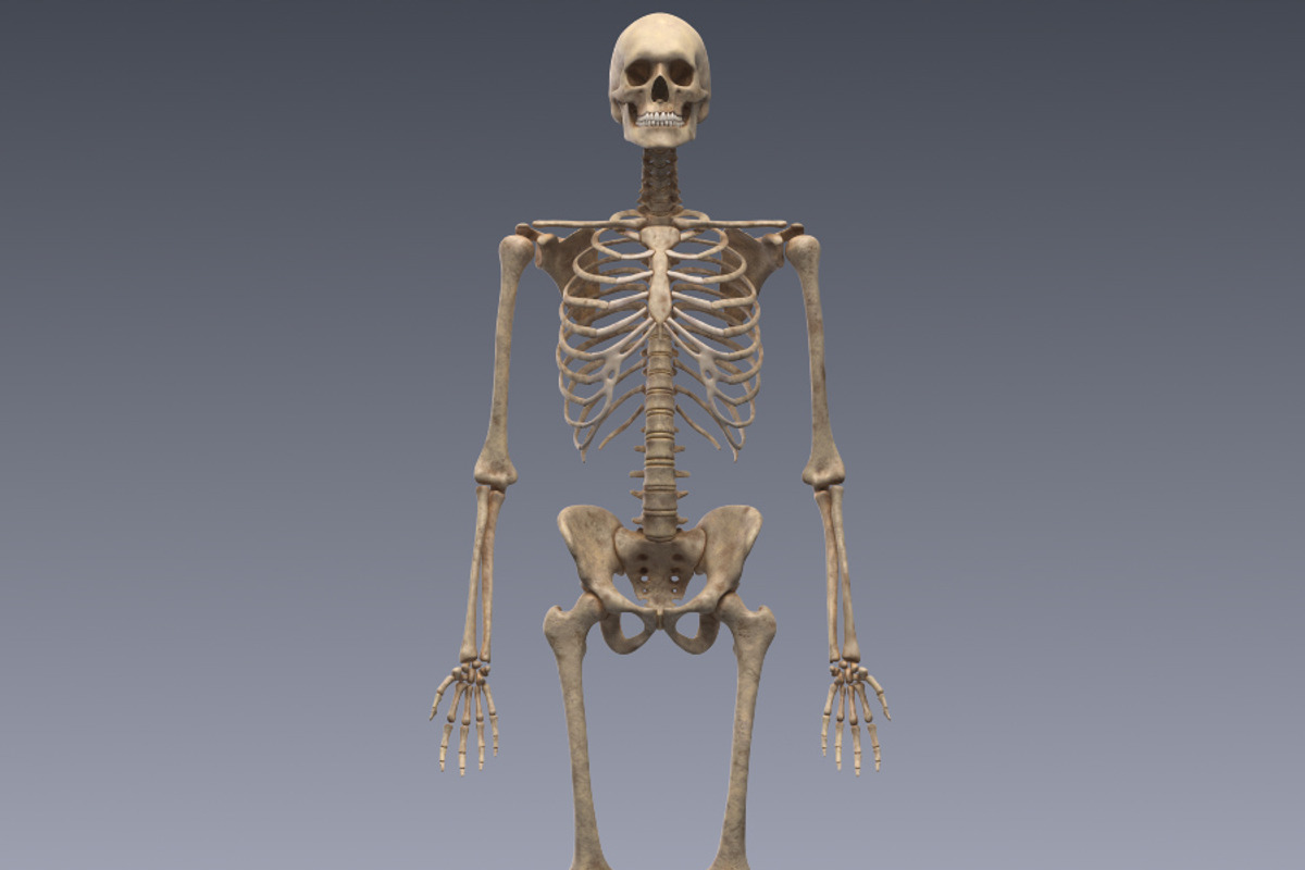 Human skeleton rigged, a Characters & Person 3D Model by konstantin.ermolaev (Photo 4 of 27)