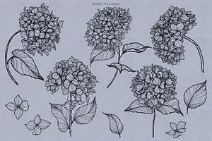 Hydrangea Procreate Stamps