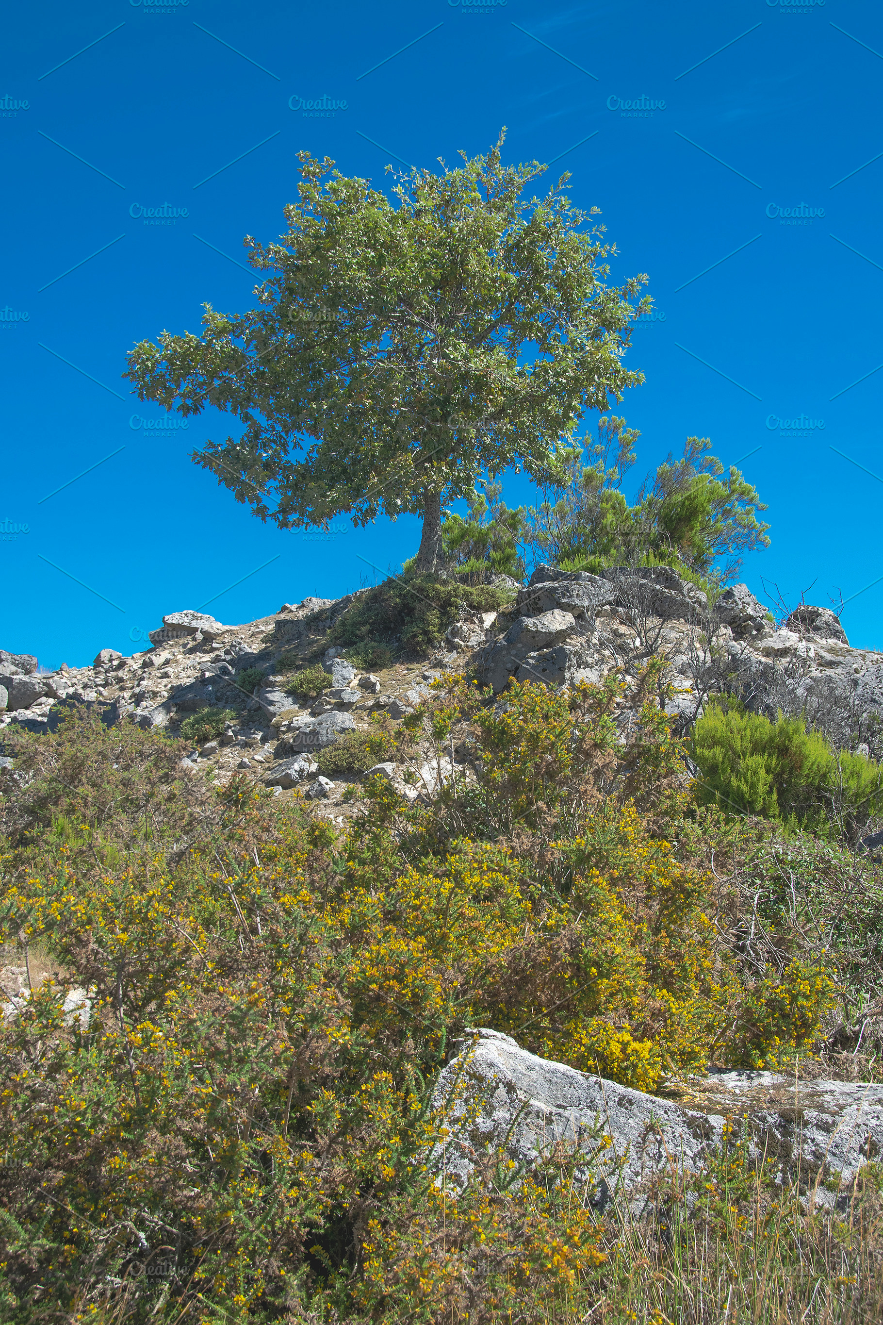 Young tree growing over rocky hill, a Nature Photo by DanFLCreativo