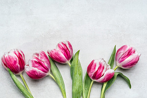 Rosa white tulips, floral border