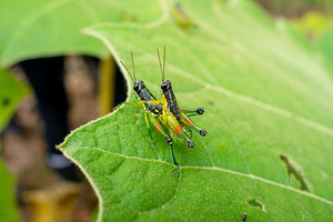 Grasshoppers mating on a leaf in Cuyabeno Reserve, an Animal Photo by GoodGoods