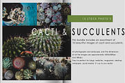 Cacti and Succulents Bundle, a Nature Photo by René Jordaan Photography (Thumbnail 3 of 3)