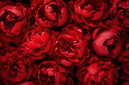 Background of red peony flowers, a Nature Photo by AlyaAnd
