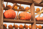 Fall Pumpkin Stock Bundle, a Holiday Photo by r.r.palacios (Thumbnail 15 of 15)