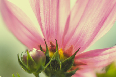 Iseeyouflower Anemone preview 5