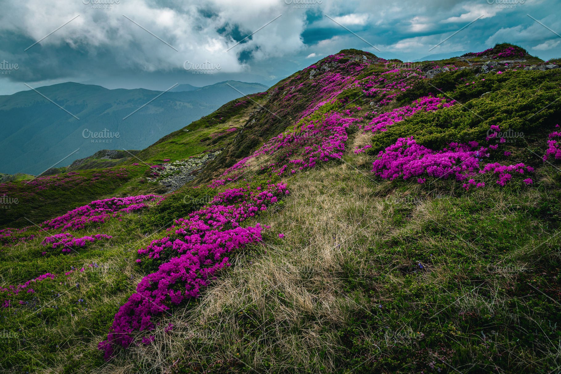 Wonderful alpine pink rhododendrons, a Nature Photo by Alpine Dreams