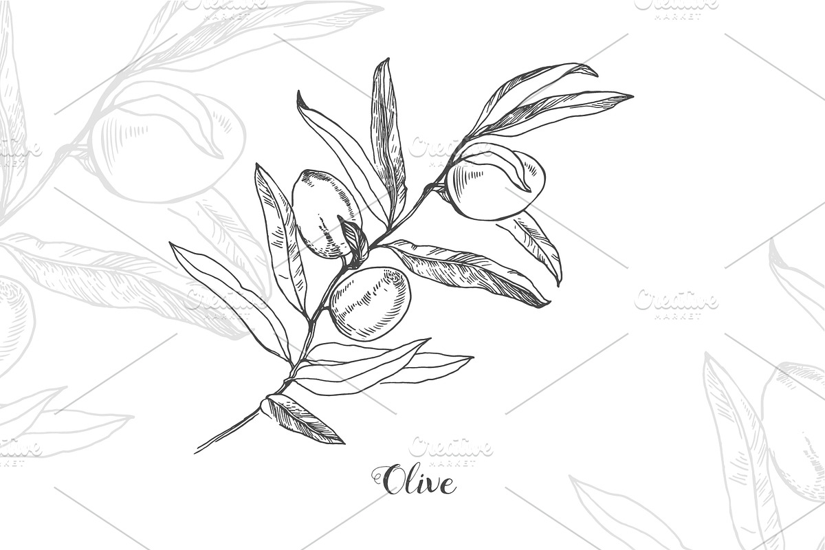 Botanical Vector Illustrations, an Illustration by FoxyImage (Photo 4 of 7)