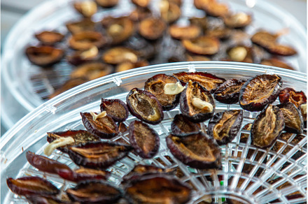 Plums dried in a dehydrator, a Food & Drink Photo by yanadjana