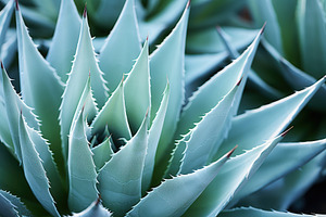 Background of green agave cactus, a Nature Photo by AlyaAnd