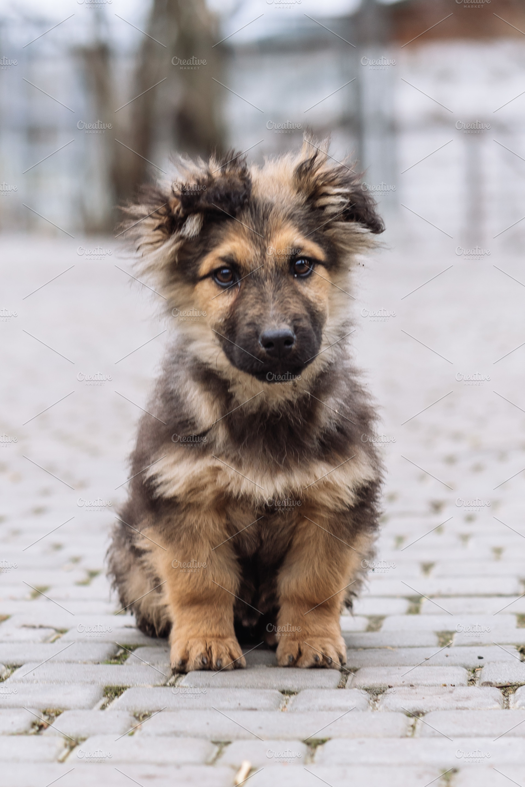 Small Mixed Breed Puppy Sitting on Pavement, an Animal Photo by Red Hot Chili Pepper Shop