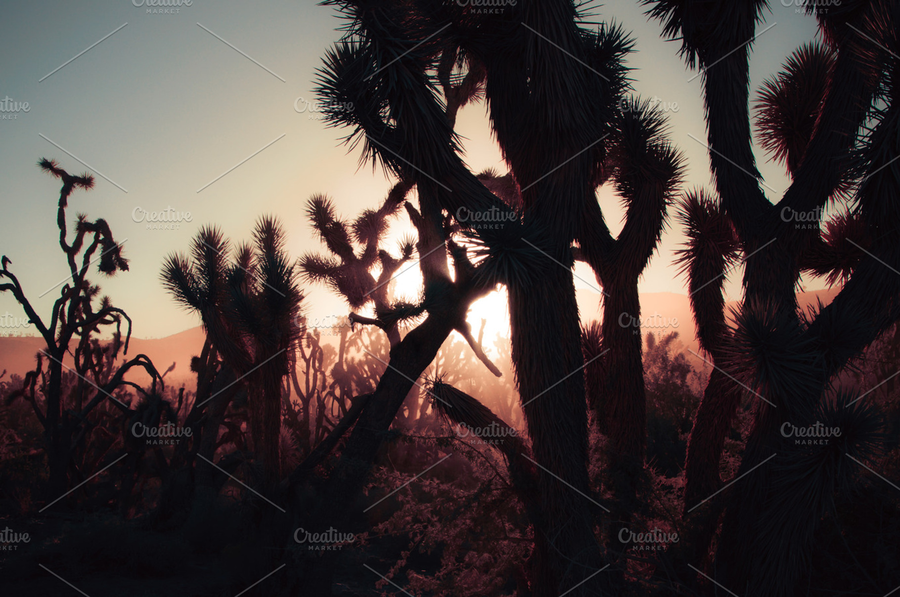 Dark joshua trees at sunset containing usa, america, and desert