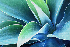 Colorful Abstract Cactus Photography