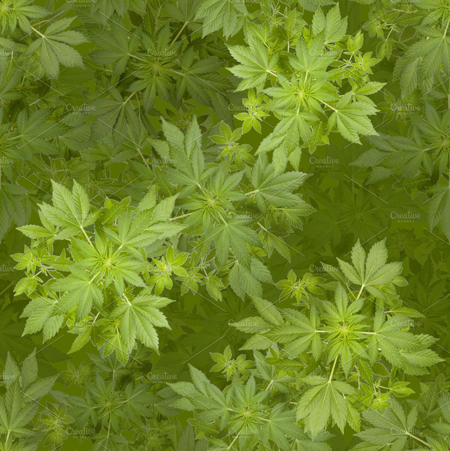 Marijuana Seamless Background, a Background Photo by Pakete Art