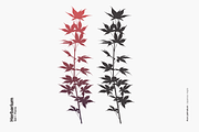 Herbarium: Set 1, a Decorative Illustration by Texture Fabrik (Thumbnail 2 of 19)