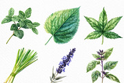 Watercolor Herbal Clipart Bundle, an Illustration by Craft Nest (Thumbnail 5 of 6)
