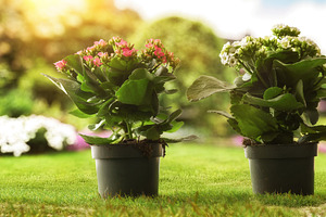 Blooming Kalanchoe Plants in Garden Pots, a Nature Photo by Davizro's Market