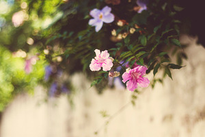 Spring stock photo