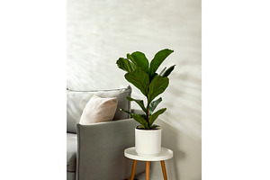 Ficus lyrata or fiddle leaf fig tree, an Architecture Photo by Fascinadora