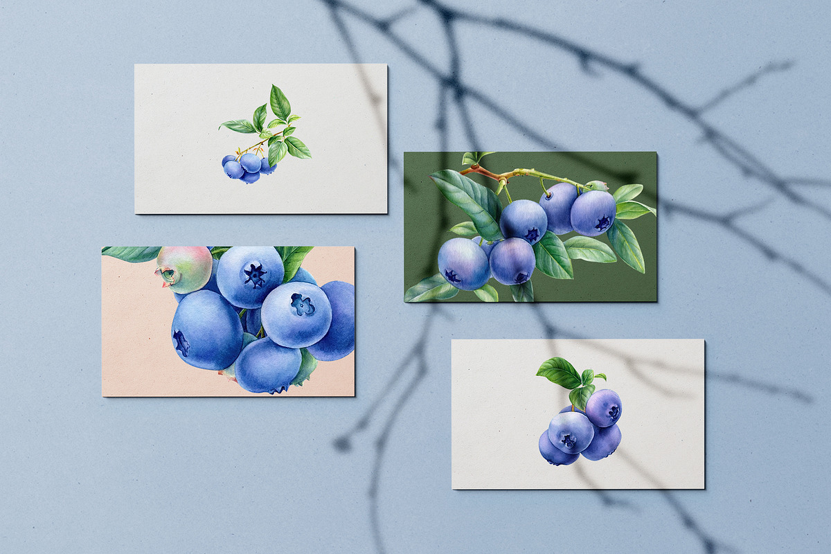 Blueberry, botanical illustration, a Food Illustration by Hanna Hryharenka (Photo 5 of 9)