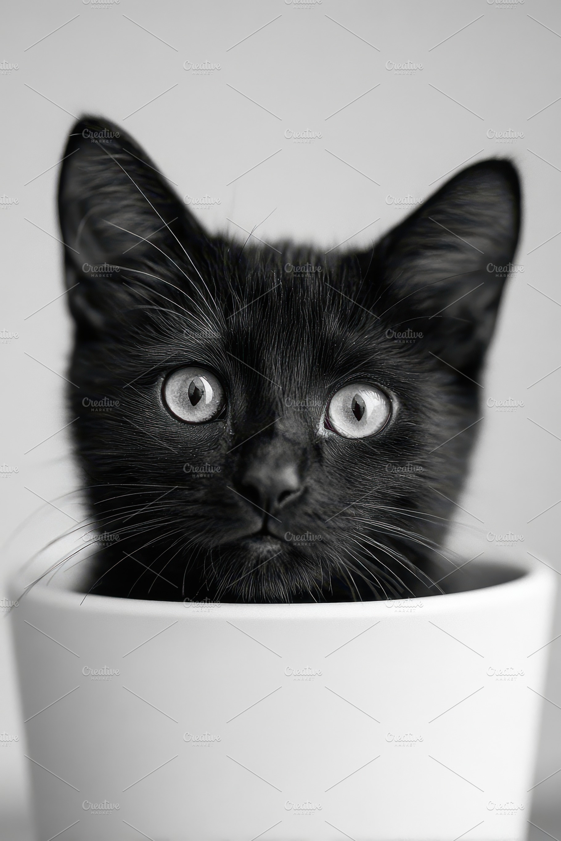 Black cat peeking from a white pot, an Animal Photo by AlyaAnd