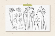 Freesia flowers color. Sketch vector, a Decorative Illustration by irina.vaneeva (Thumbnail 3 of 4)