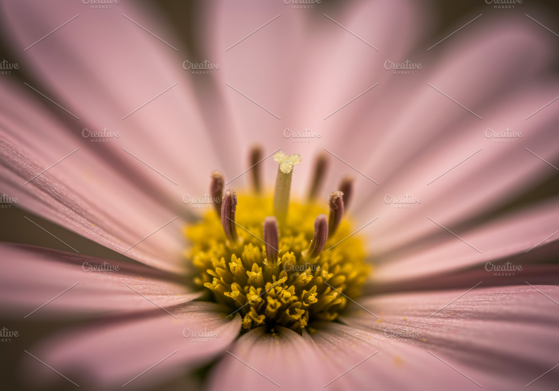 Close-up macro of a pink flower with, a Nature Photo by professorinc