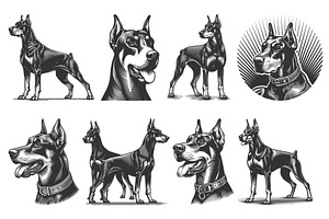 Doberman Dog engraving set vector, an Animal Illustration by AlexArt