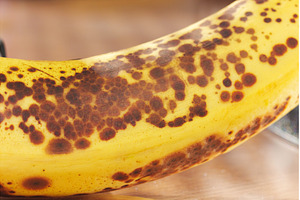 A ripe banana showcases its yellow, a Food & Drink Photo by darksoul72