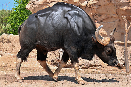 Bison in a zoo