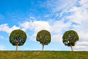 Trees against the sky. Sunny day. preview 3