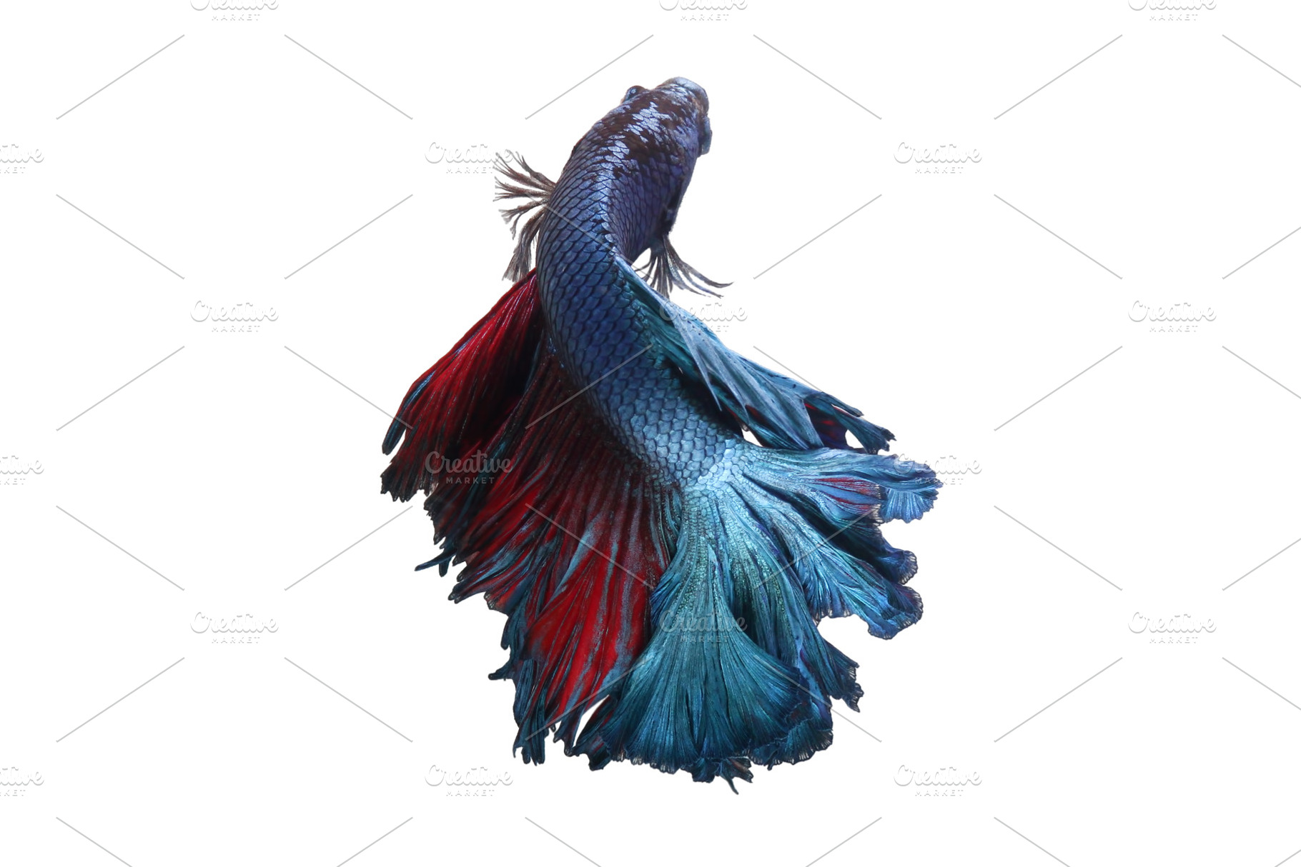 Betta fishsiamese fighting fish stock photo containing aggressive and animal, an Animal Photo by roni kurniawan